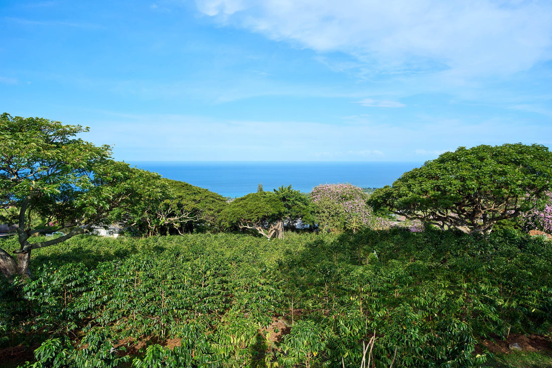 Volcanic Soil Secrets: Why Kona is the Perfect Coffee Lab