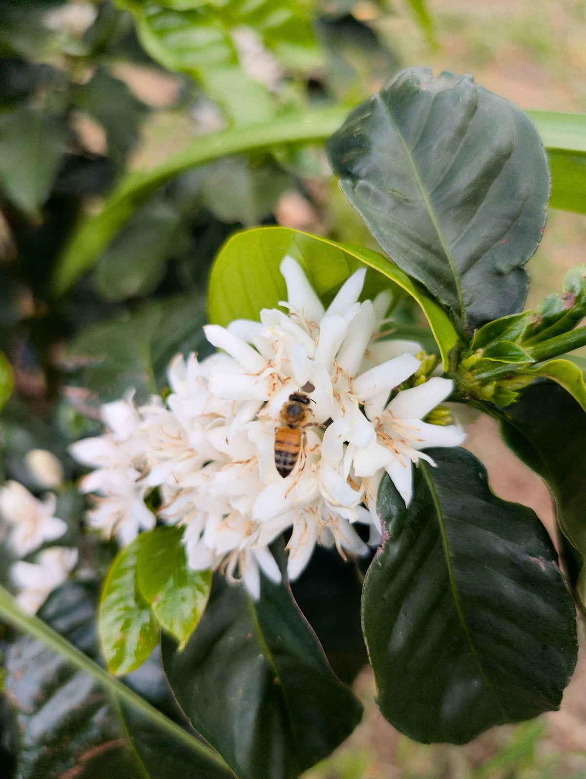 Honeybee on white coffee blossoms at Ainanani Farm in Kona