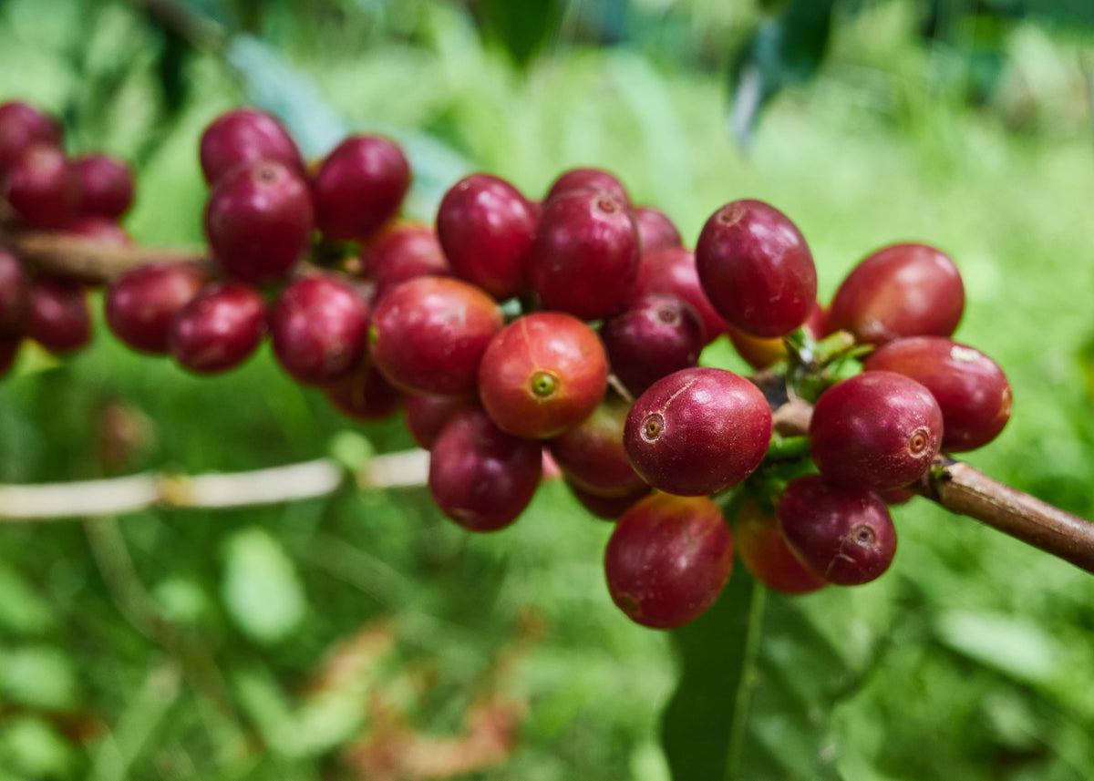 Ripe red coffee cherries on the branch at Ainanani Farm