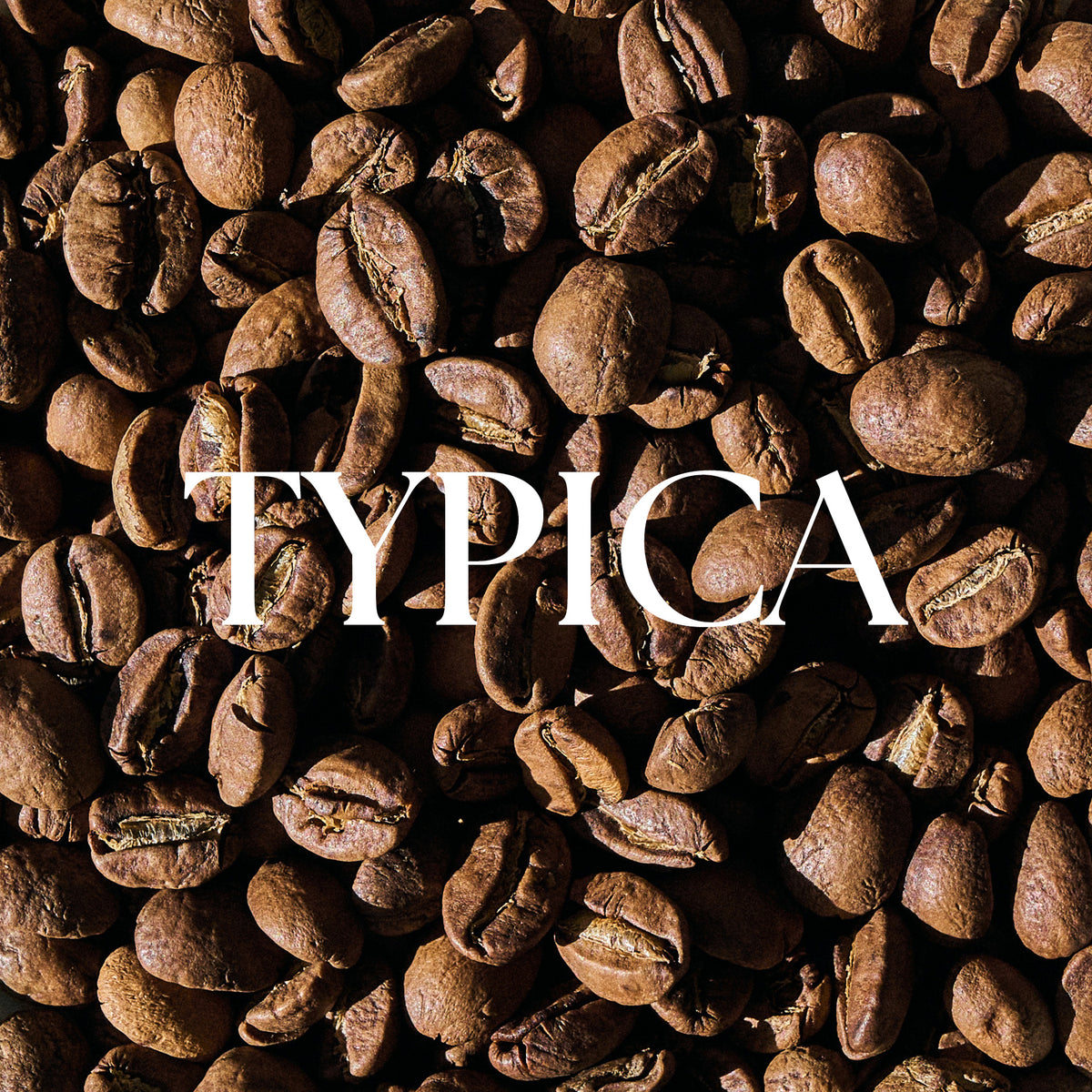 Roasted Ainanani Kona Typica coffee beans